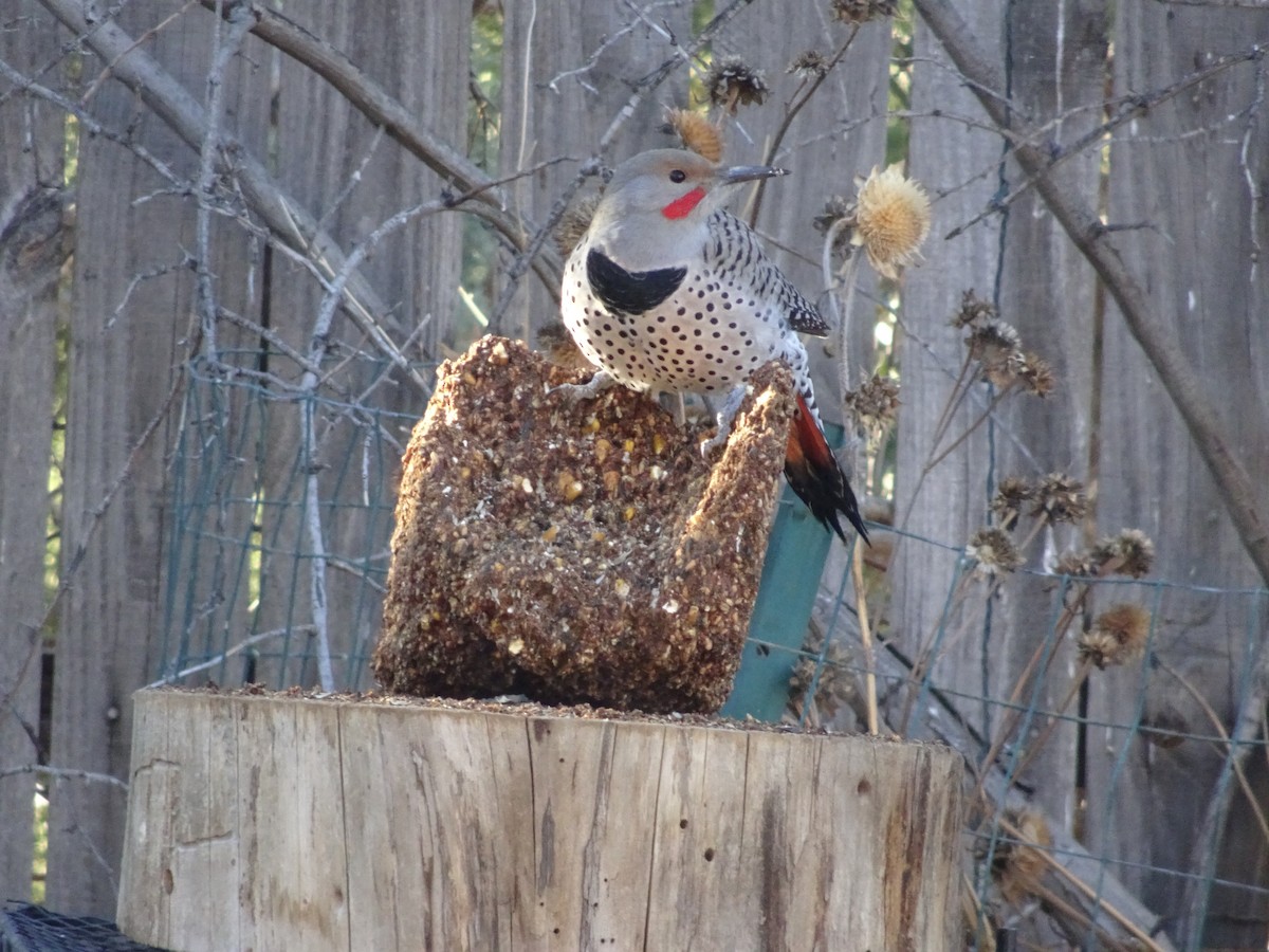 Northern Flicker - ML646974532