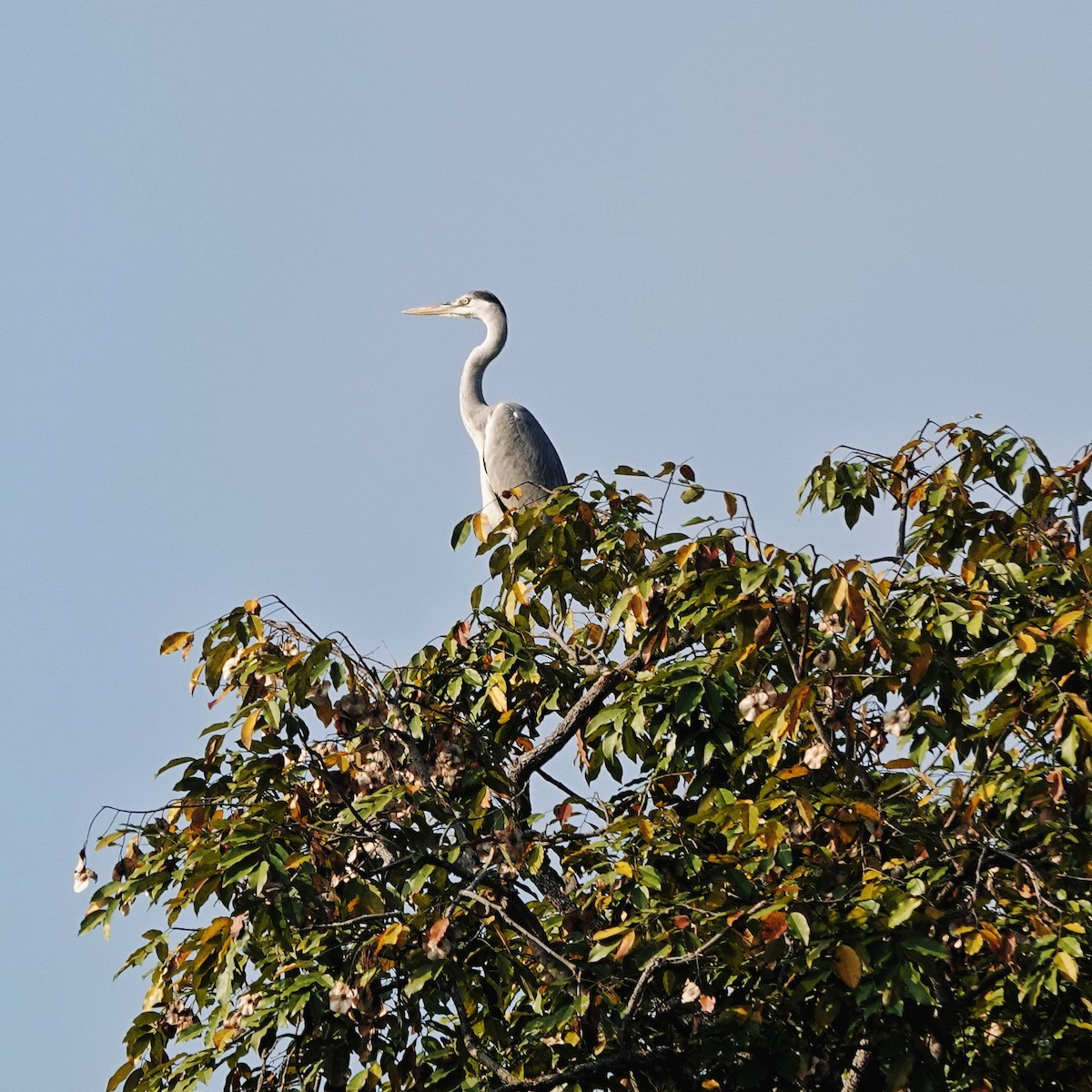 アオサギ - ML646974533