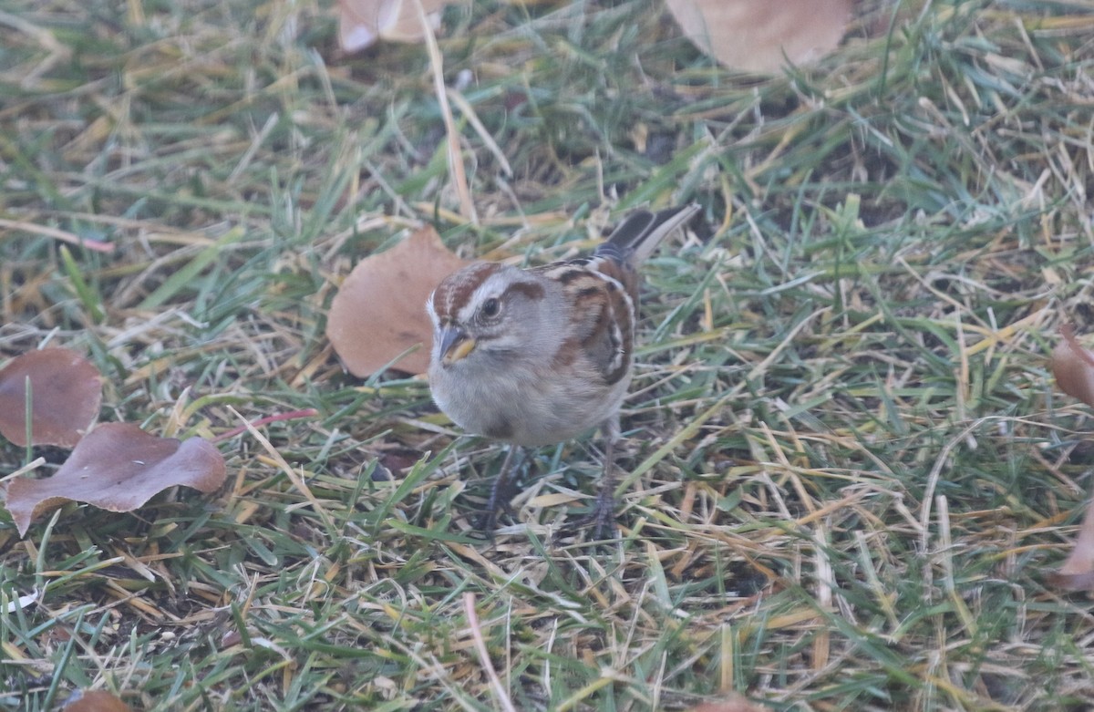 American Tree Sparrow - ML646974537