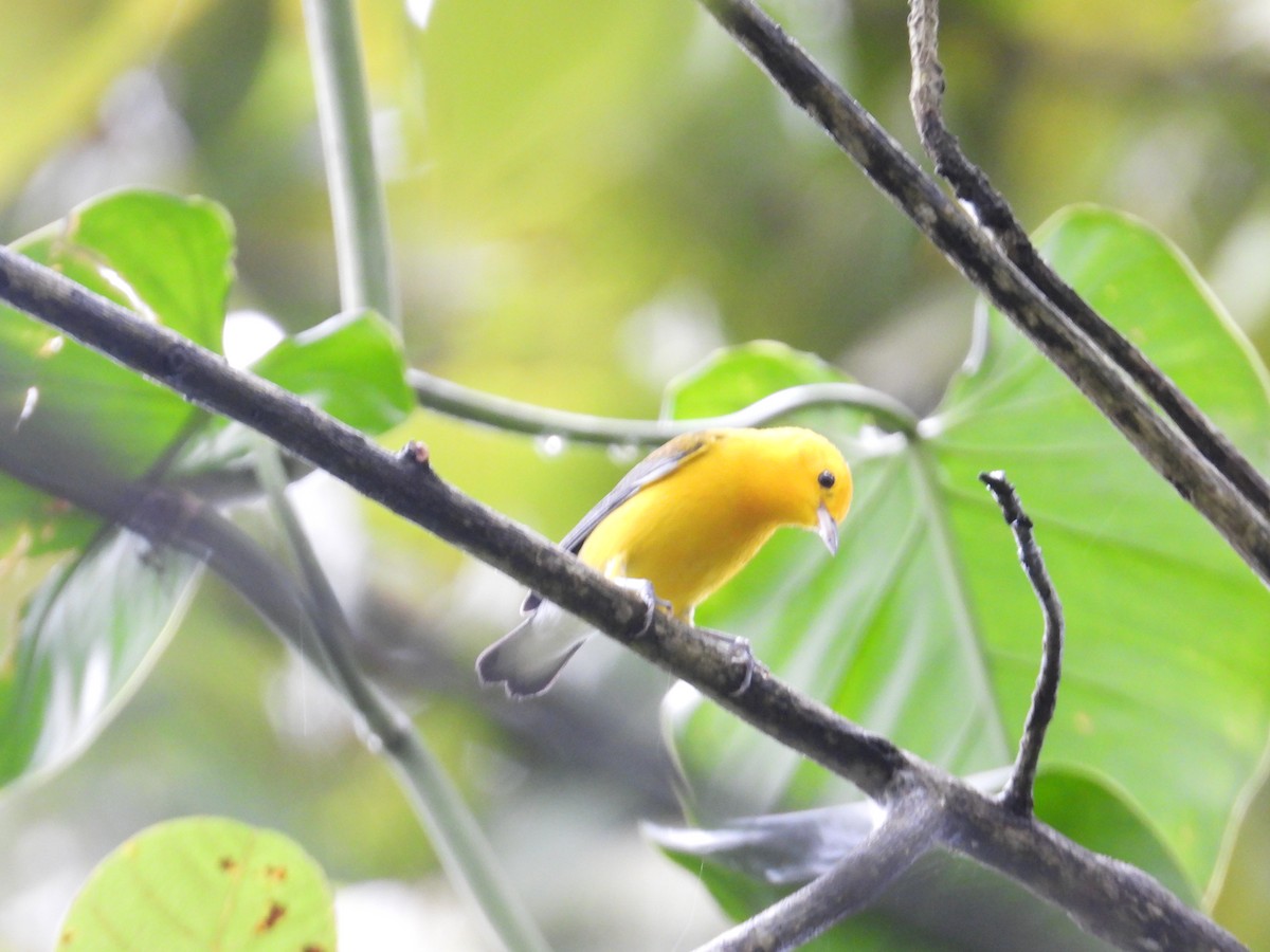 Prothonotary Warbler - ML646974538