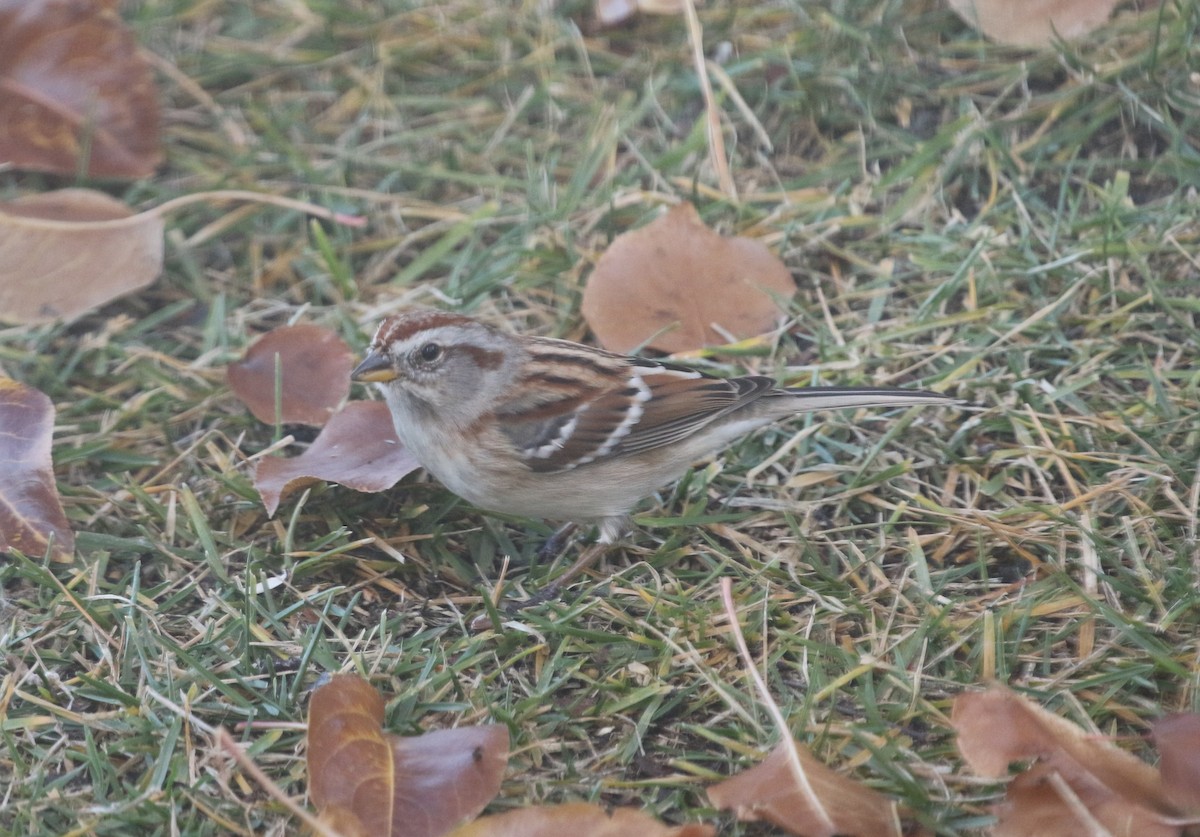 American Tree Sparrow - ML646974539