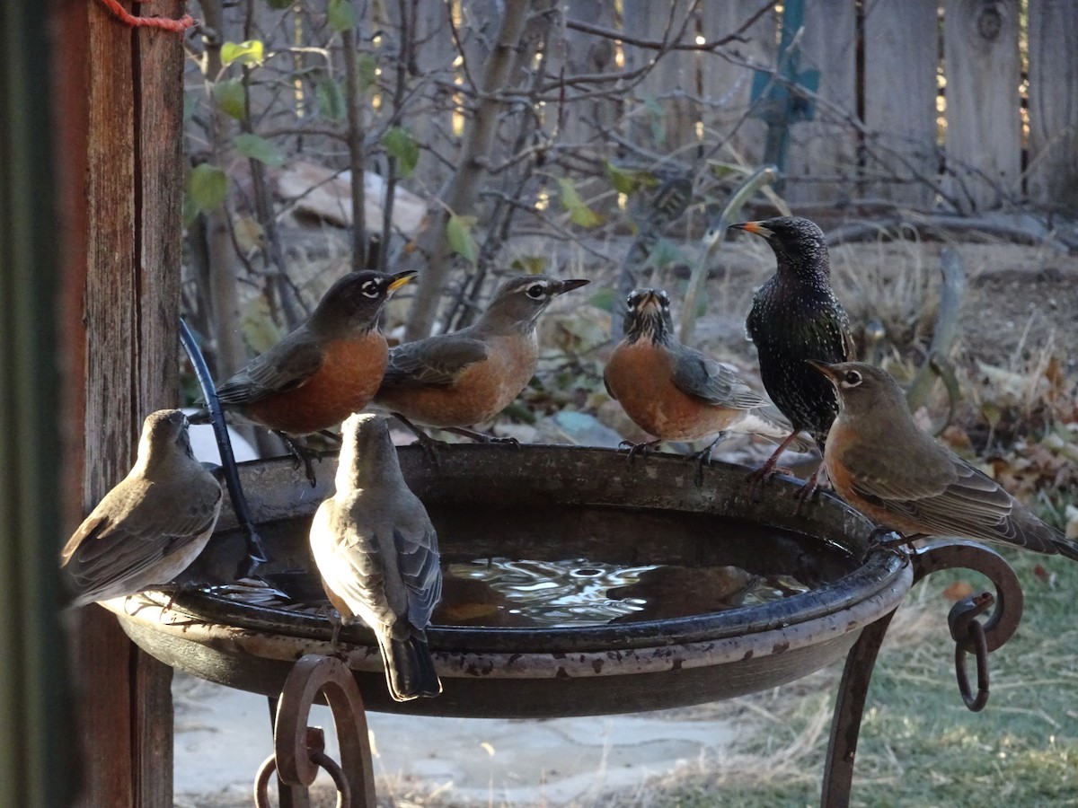 American Robin - ML646974540