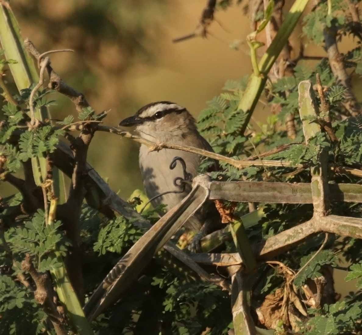 Черношапочная чагра - ML646974543