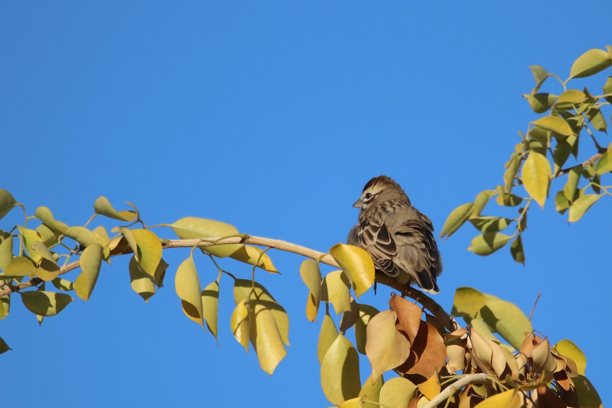 Потюк - ML646974544