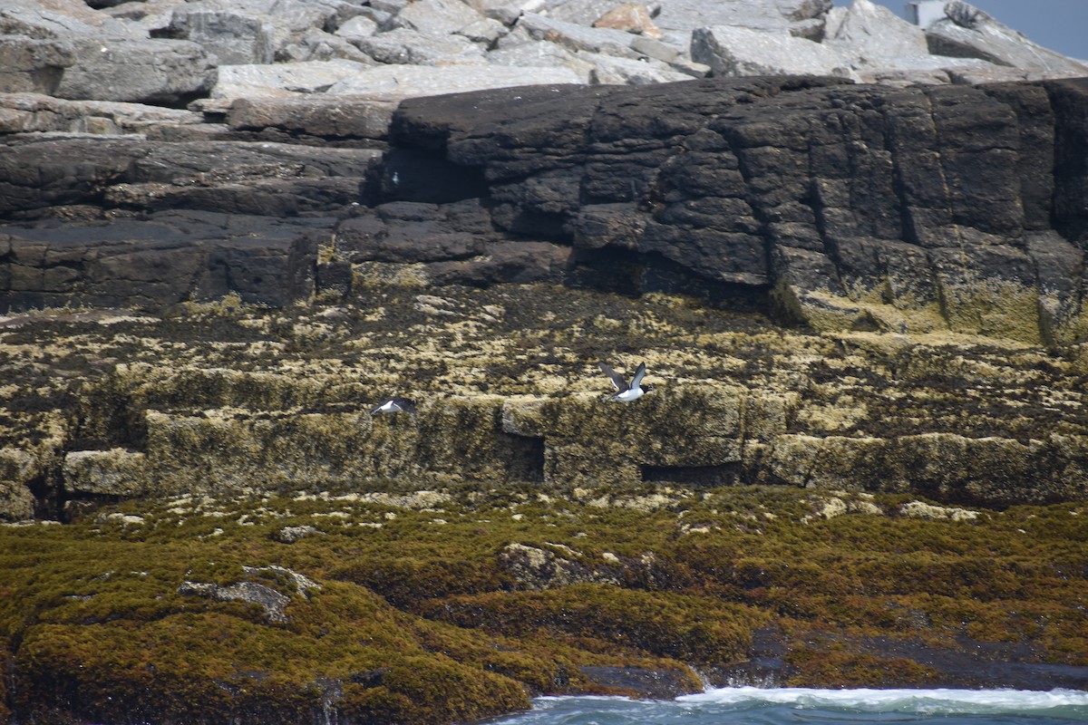 Razorbill - ML646974547