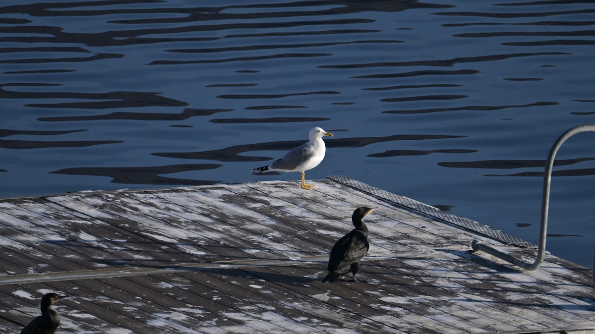 Kaio hankahoria (michahellis) - ML646974548