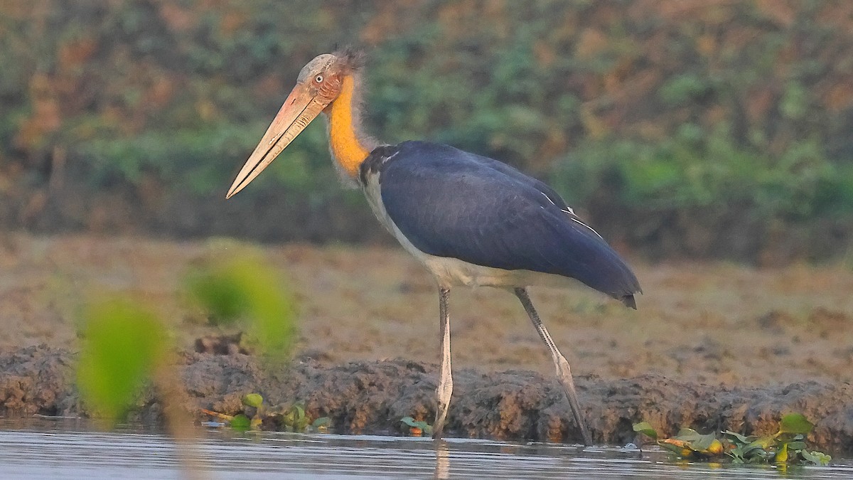 småadjutant - ML646974549