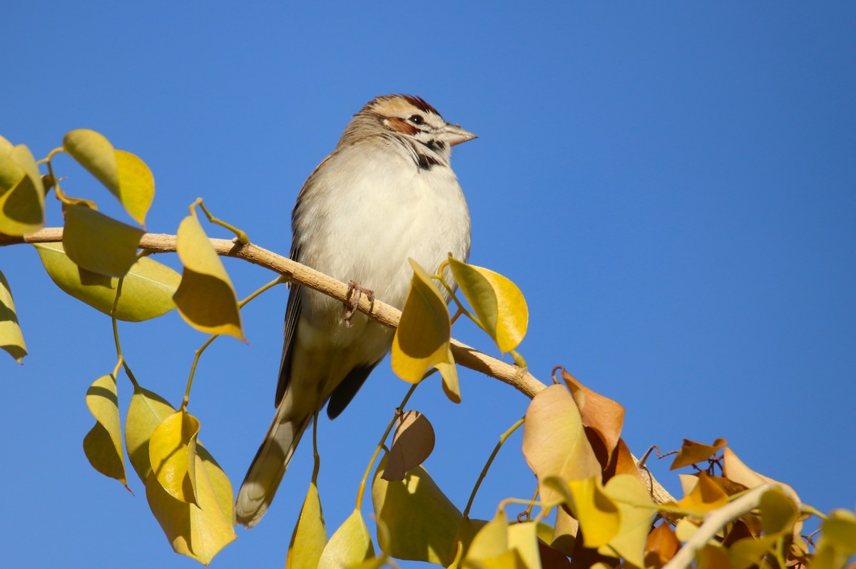 Потюк - ML646974550