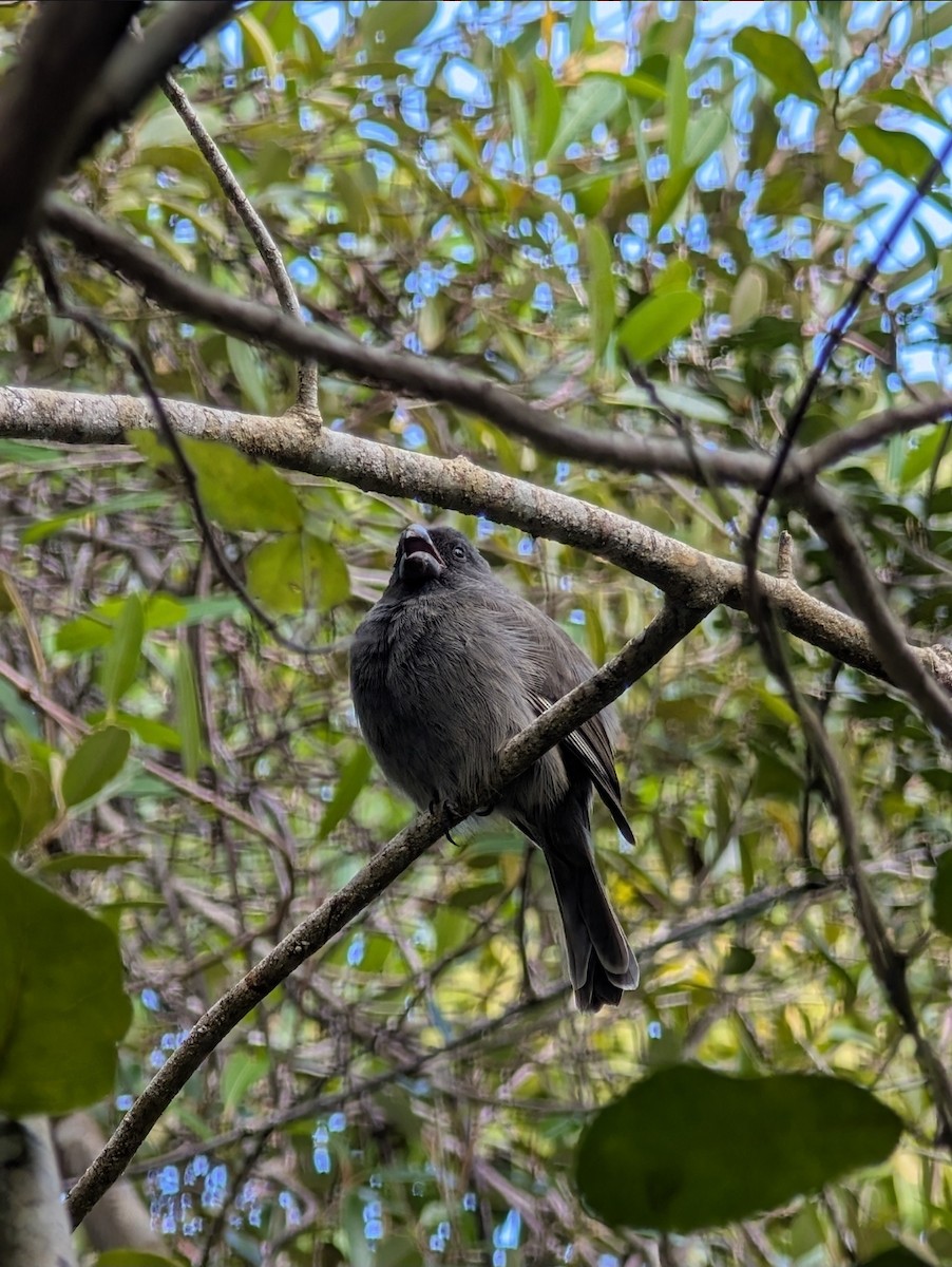 Grand Cayman Bullfinch - ML646974553