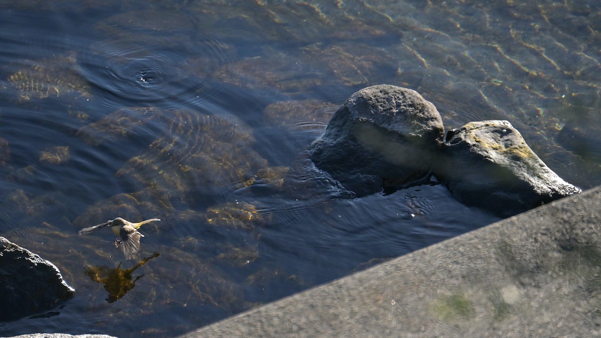 vintererle - ML646974554