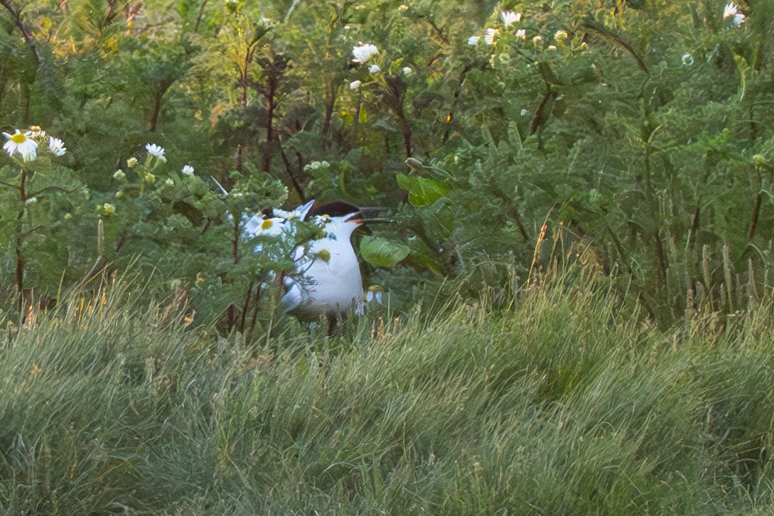 rosenterne - ML646974555