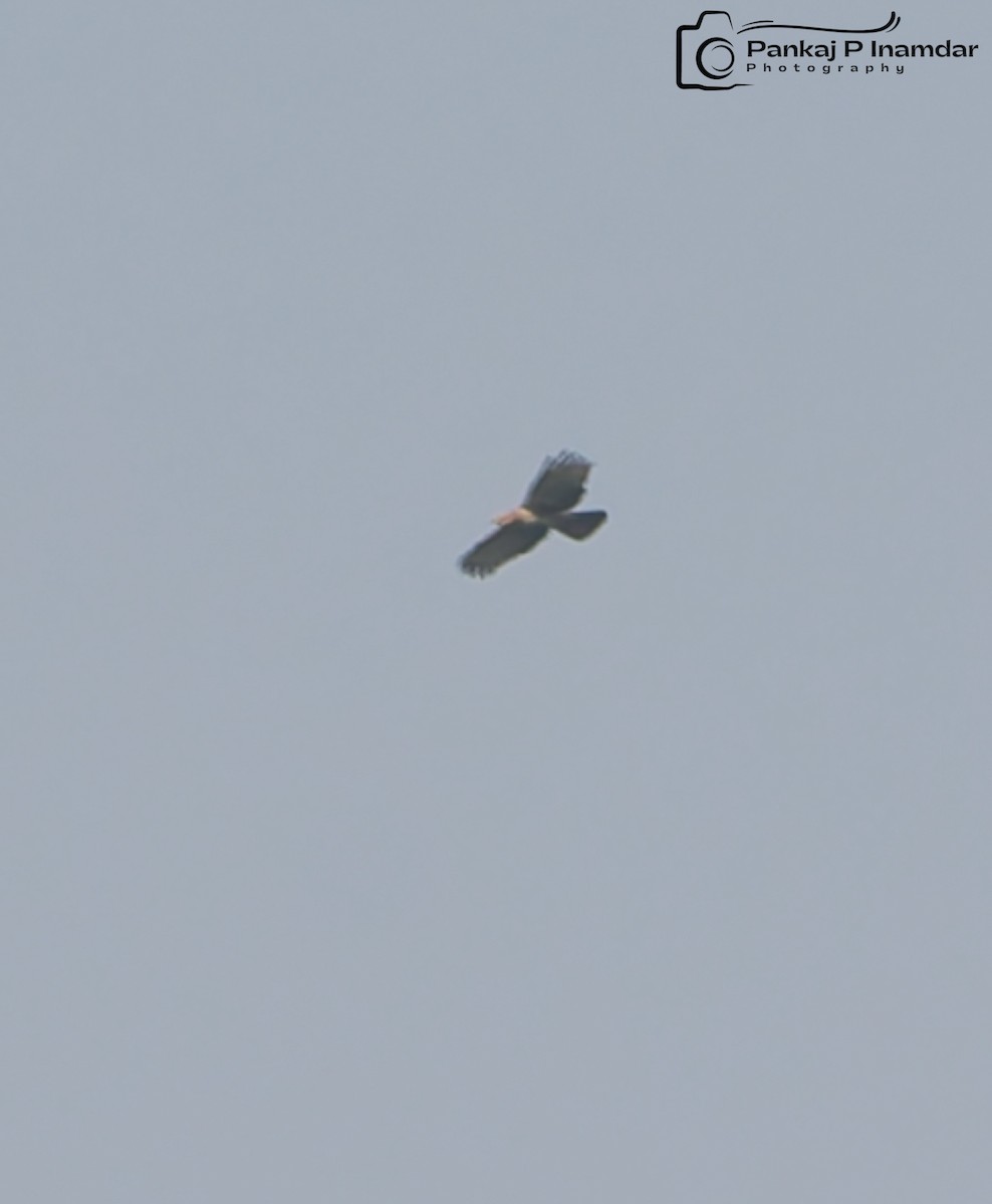 brunbaza - ML646974559