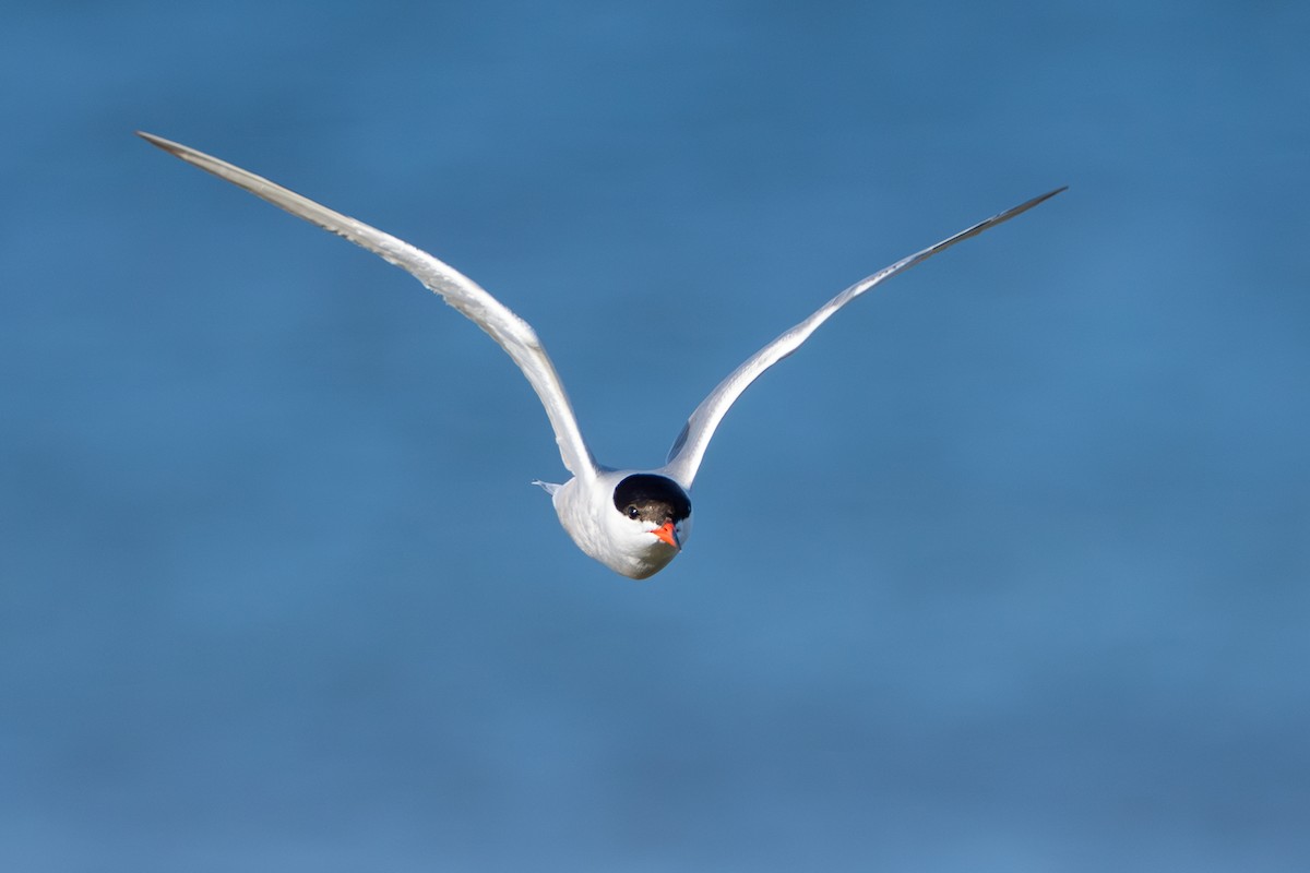 dvergterne - ML646974560