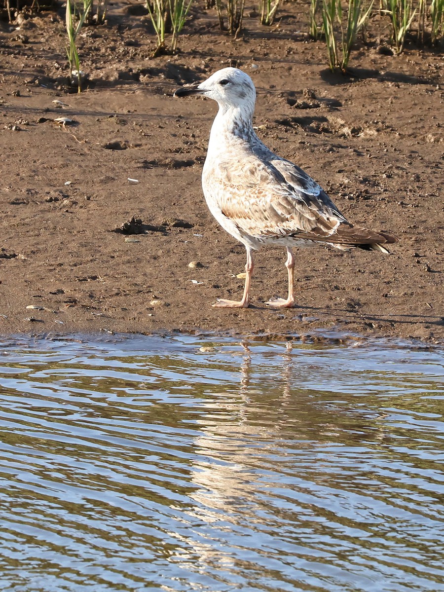 gulbeinmåke - ML646974561