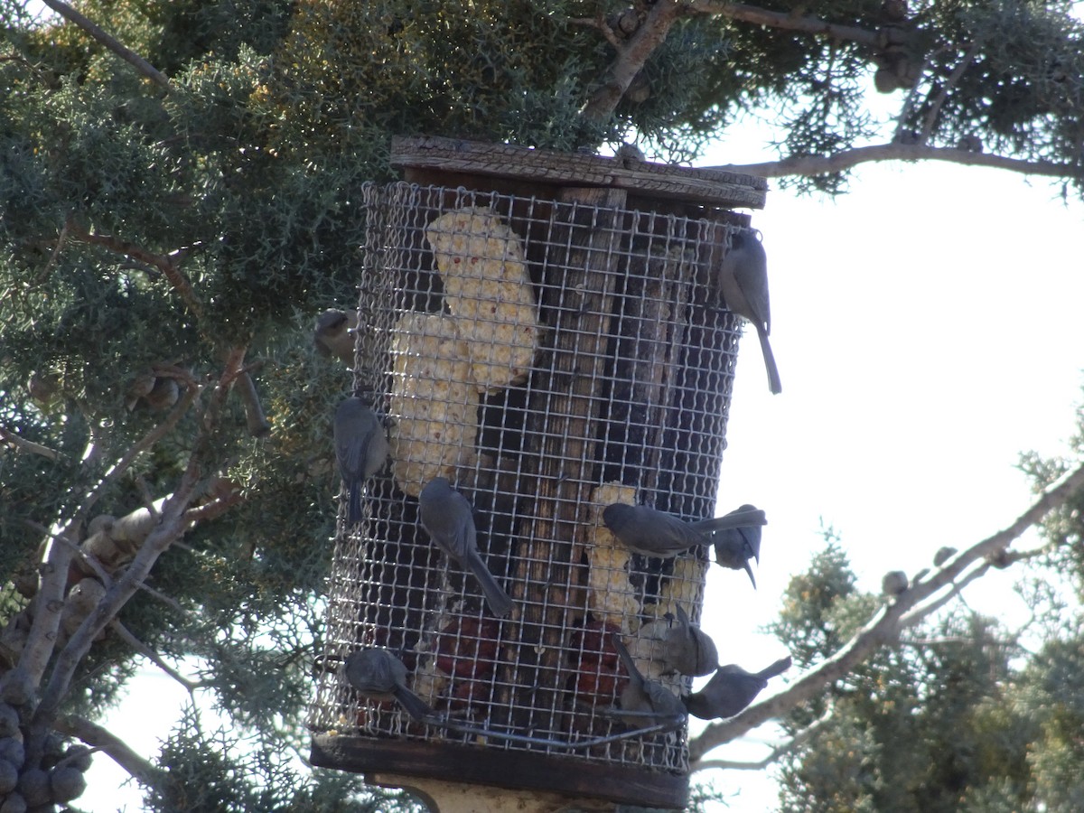 krattmeis - ML646974562