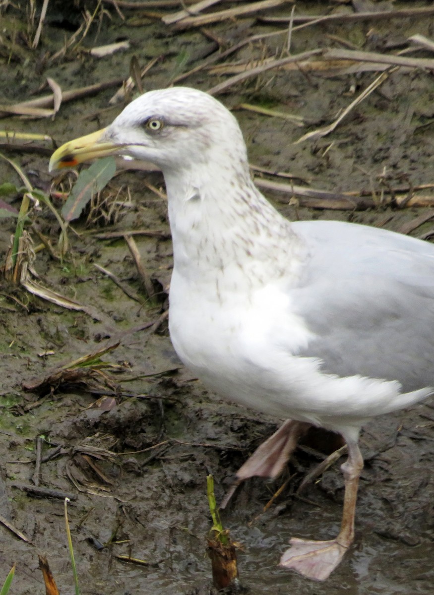 gråmåke - ML646974563