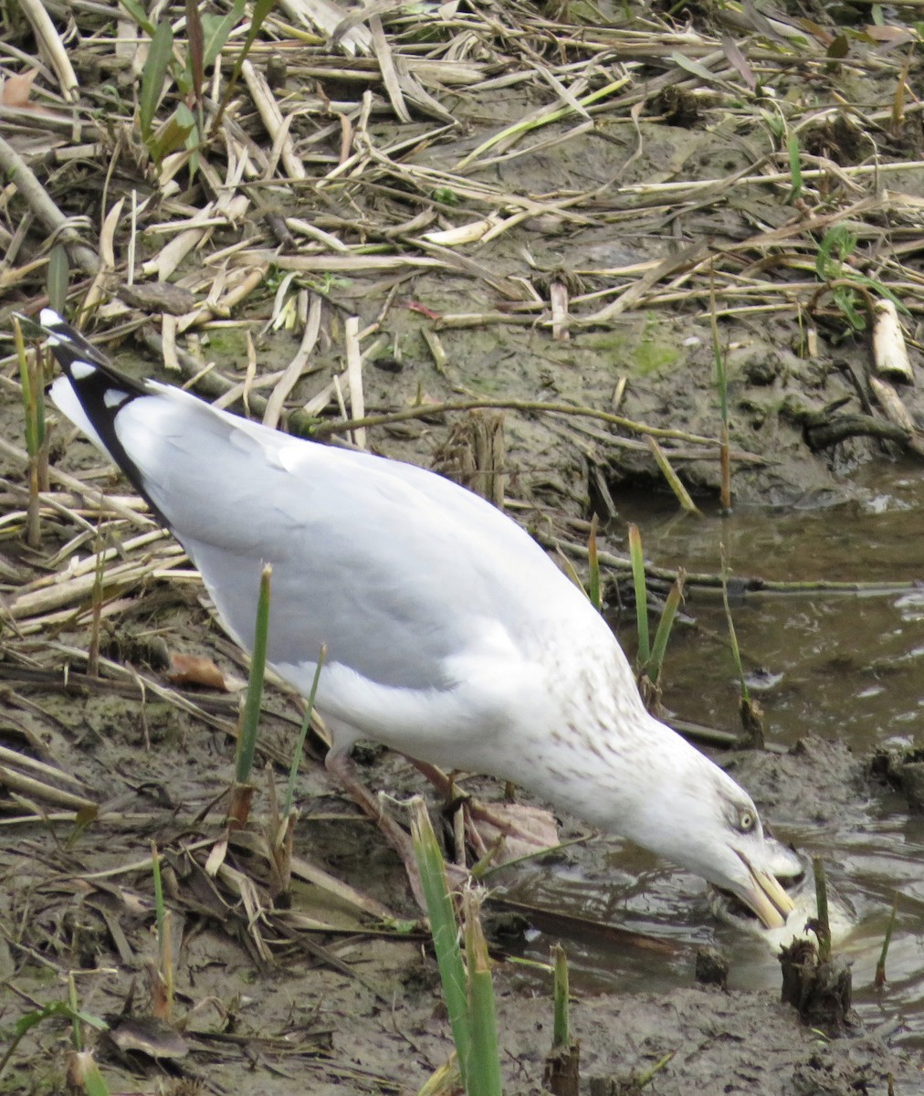 gråmåke - ML646974564