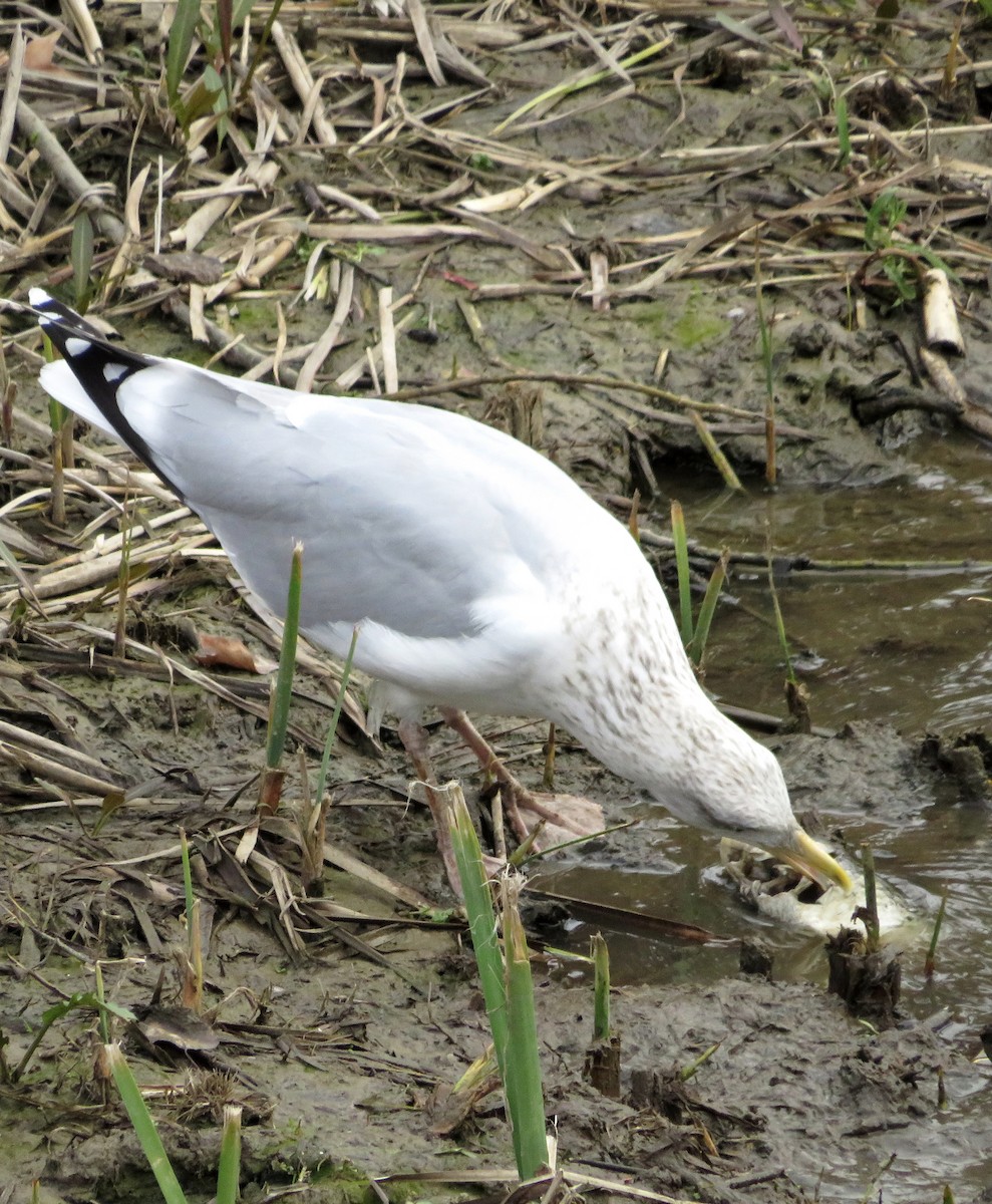 gråmåke - ML646974565