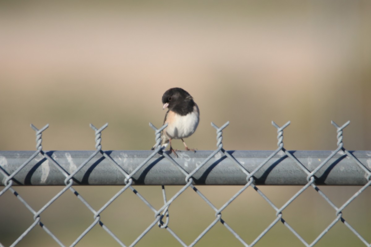 vinterjunko - ML646974566