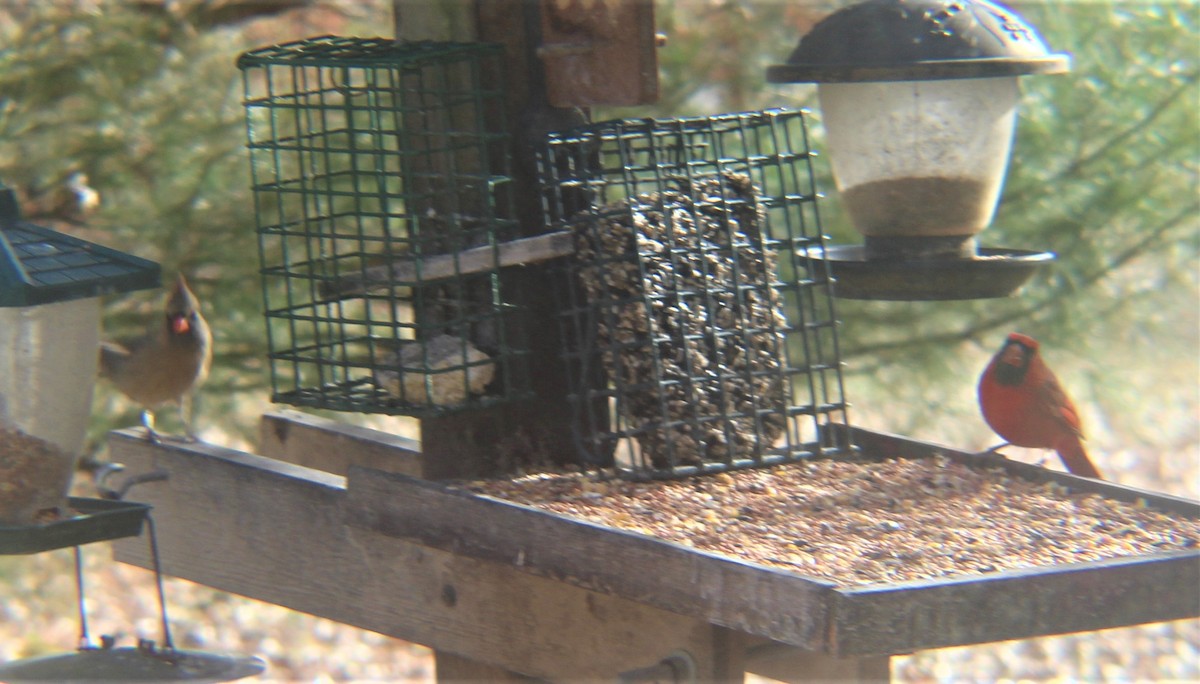 rødkardinal - ML646974567