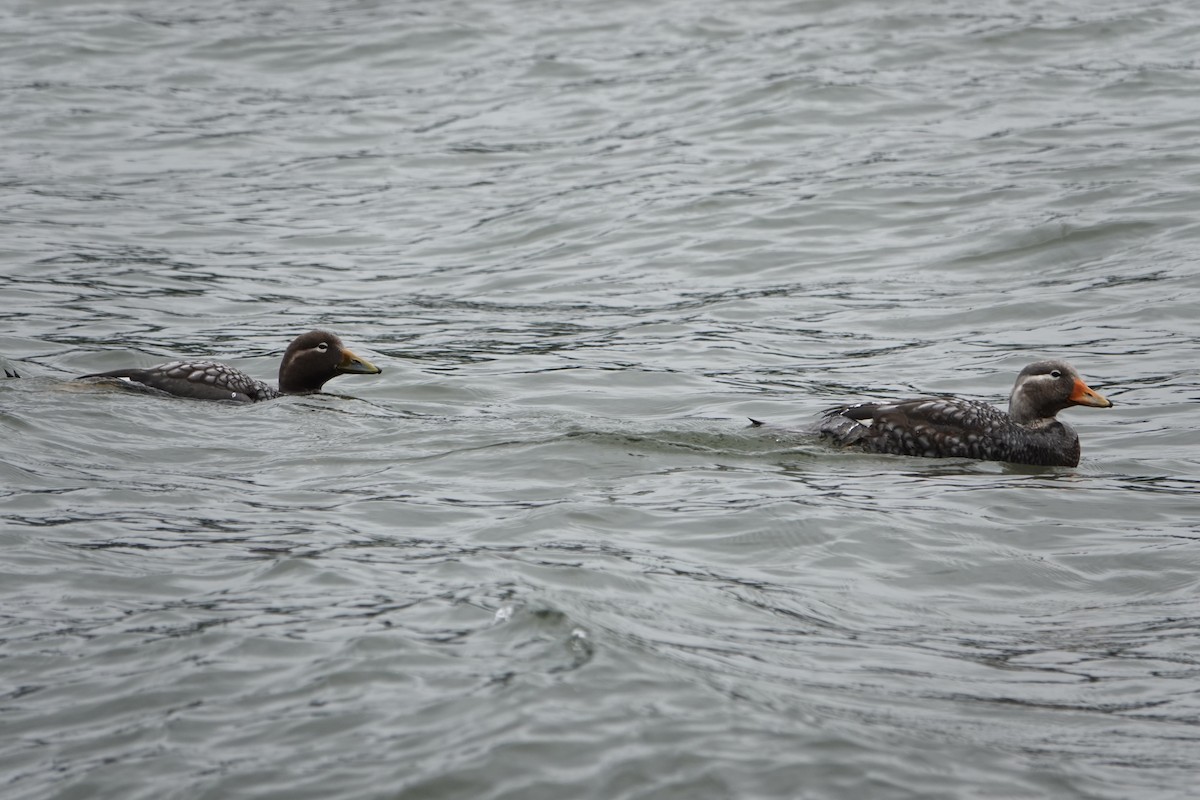 patagoniaskovleand - ML646974568