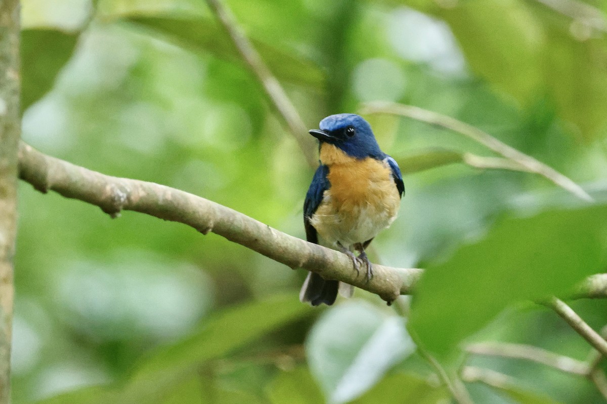 buskfluesnapper - ML646974569