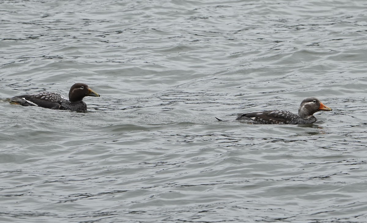 patagoniaskovleand - ML646974570
