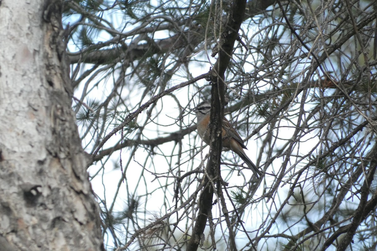 klippespurv - ML646974572