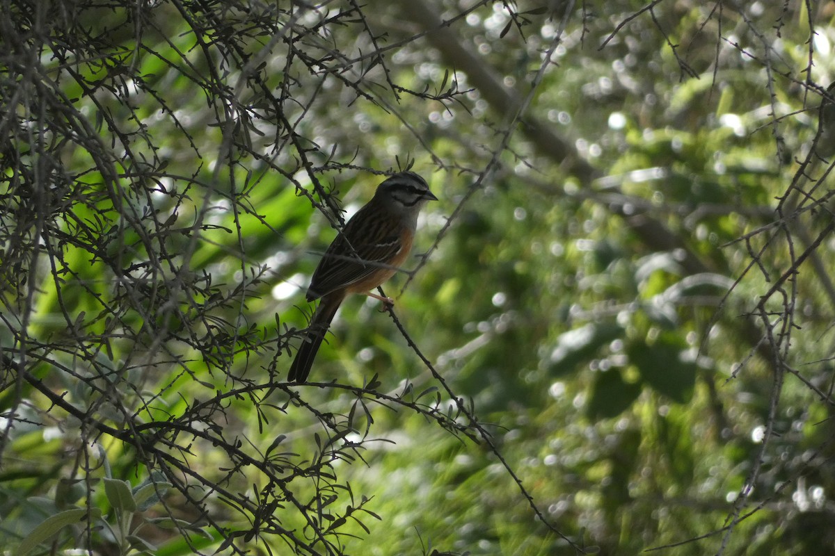 klippespurv - ML646974573