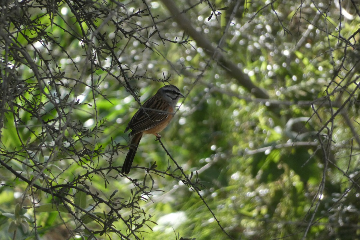 klippespurv - ML646974574