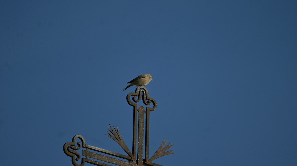 svartrødstjert - ML646974575