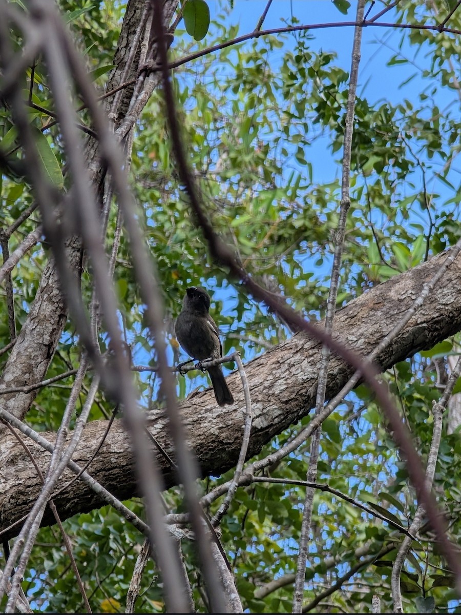 koksspurv - ML646974576