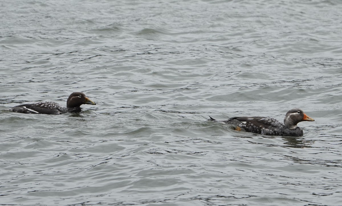 patagoniaskovleand - ML646974577