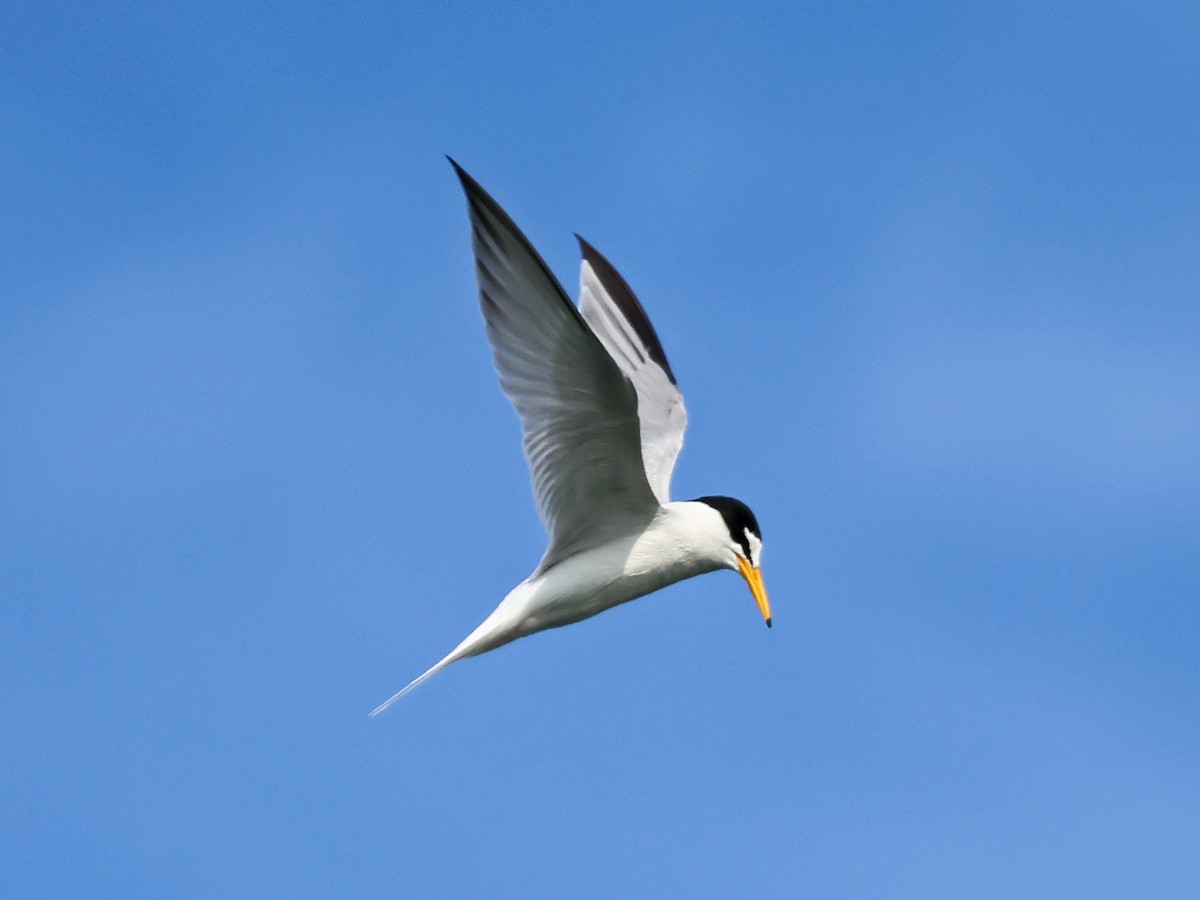 dvergterne - ML646974578