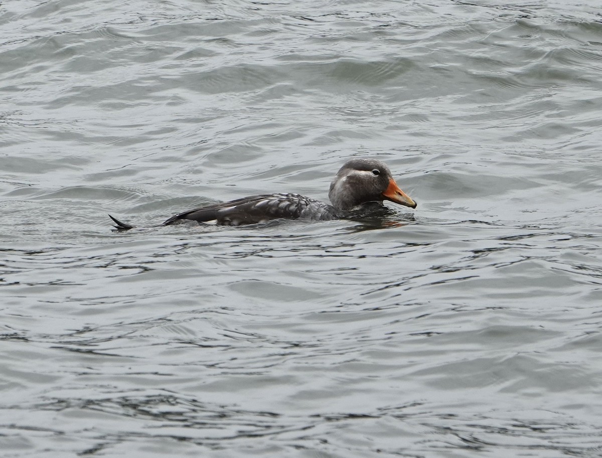 patagoniaskovleand - ML646974579