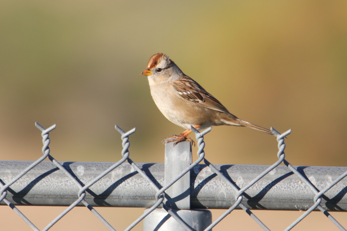 hvitkronespurv - ML646974580