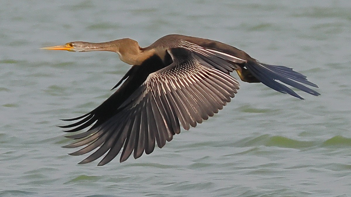 orientslangehals - ML646974581