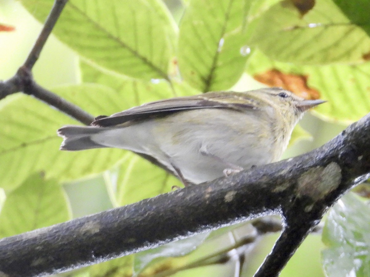 møllparula - ML646974585