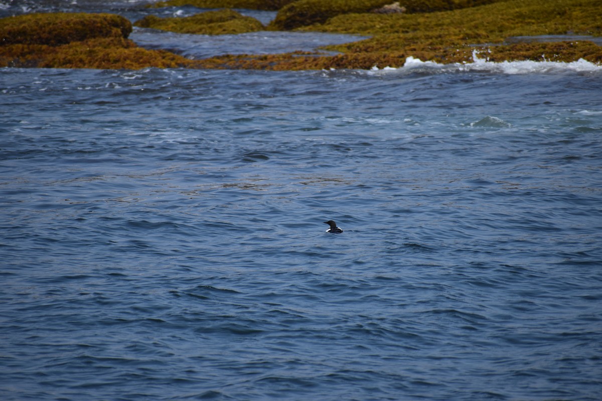 Black Guillemot - ML646974589