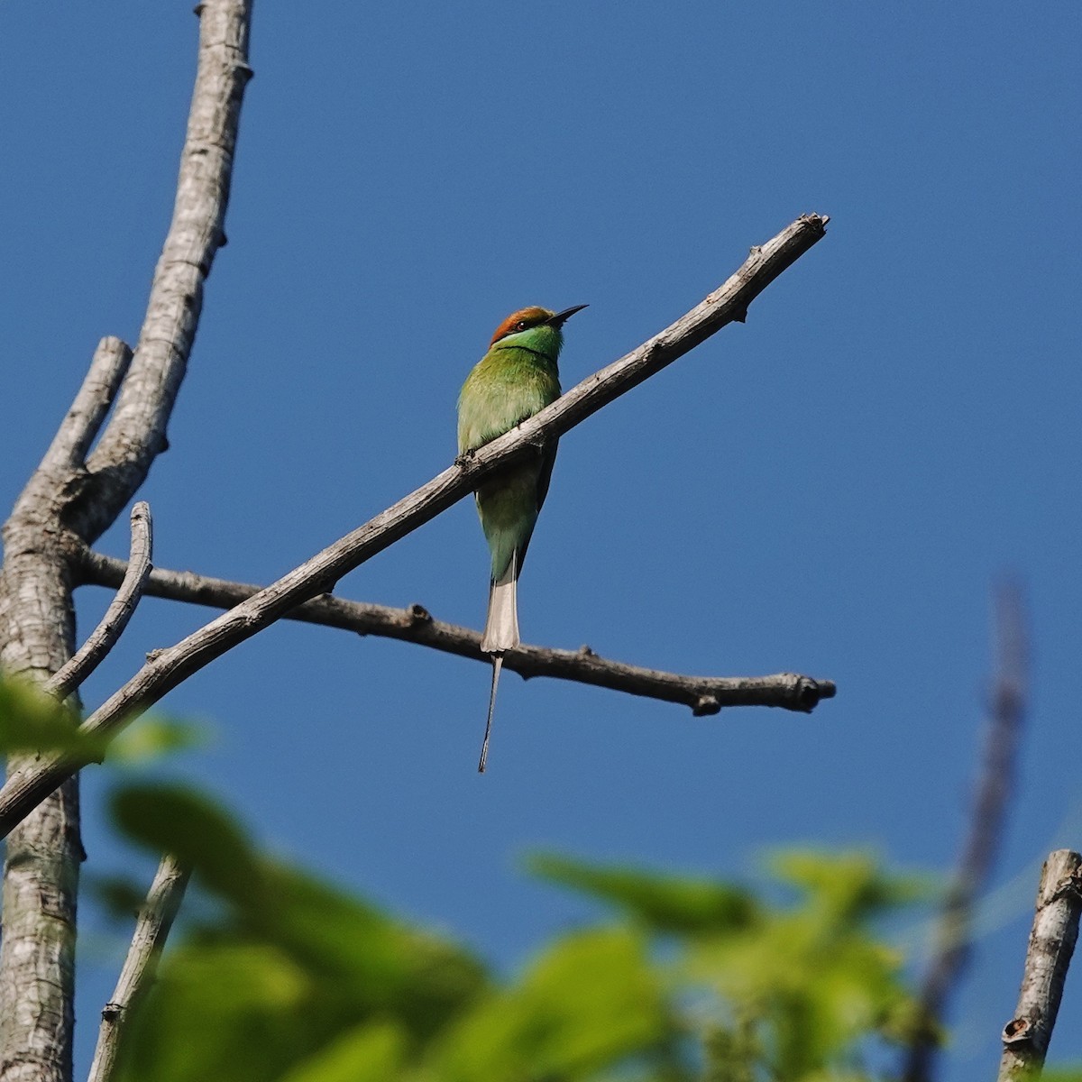 Asian Green Bee-eater - ML646974590