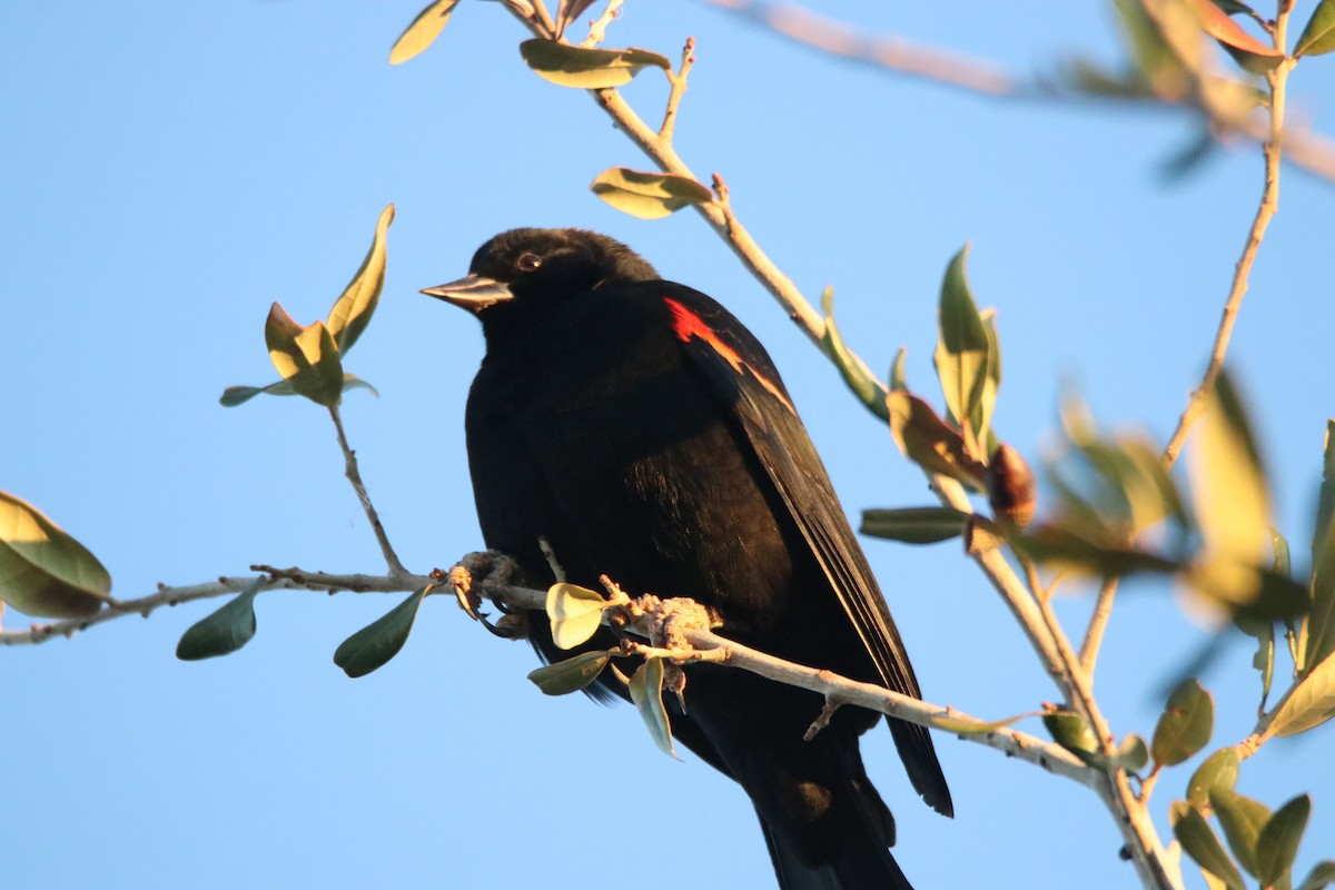 Еполетник червоноплечий - ML646974592