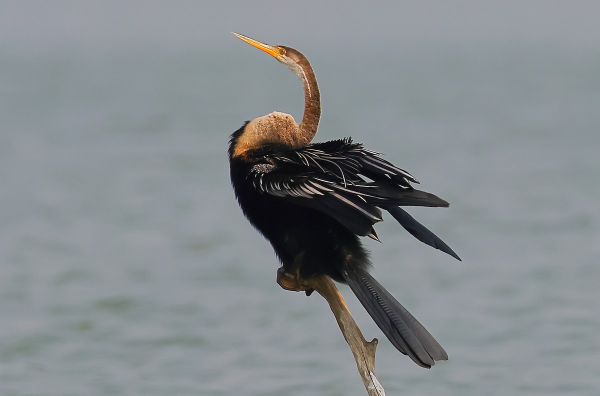 Oriental Darter - ML646974593