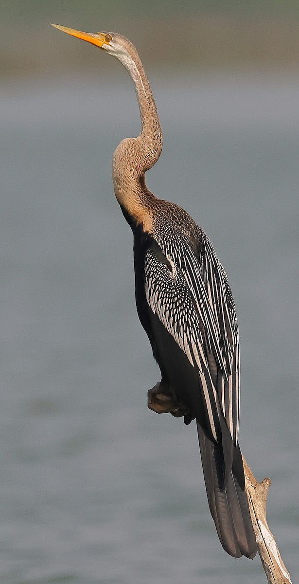 Oriental Darter - ML646974594