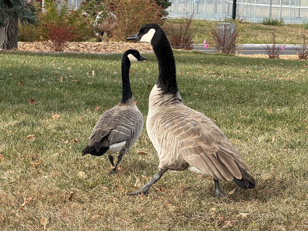 Branta kanadar handia - ML646974599