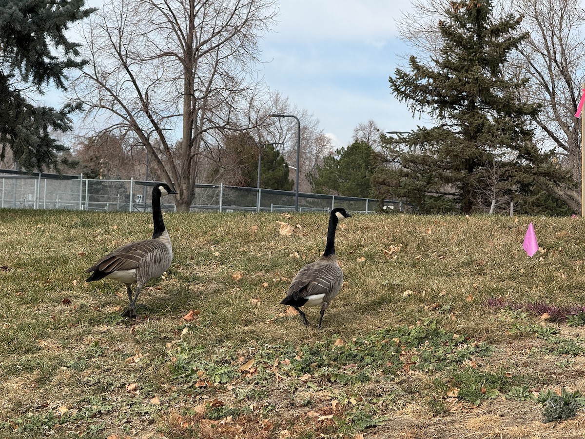 Branta kanadar handia - ML646974600