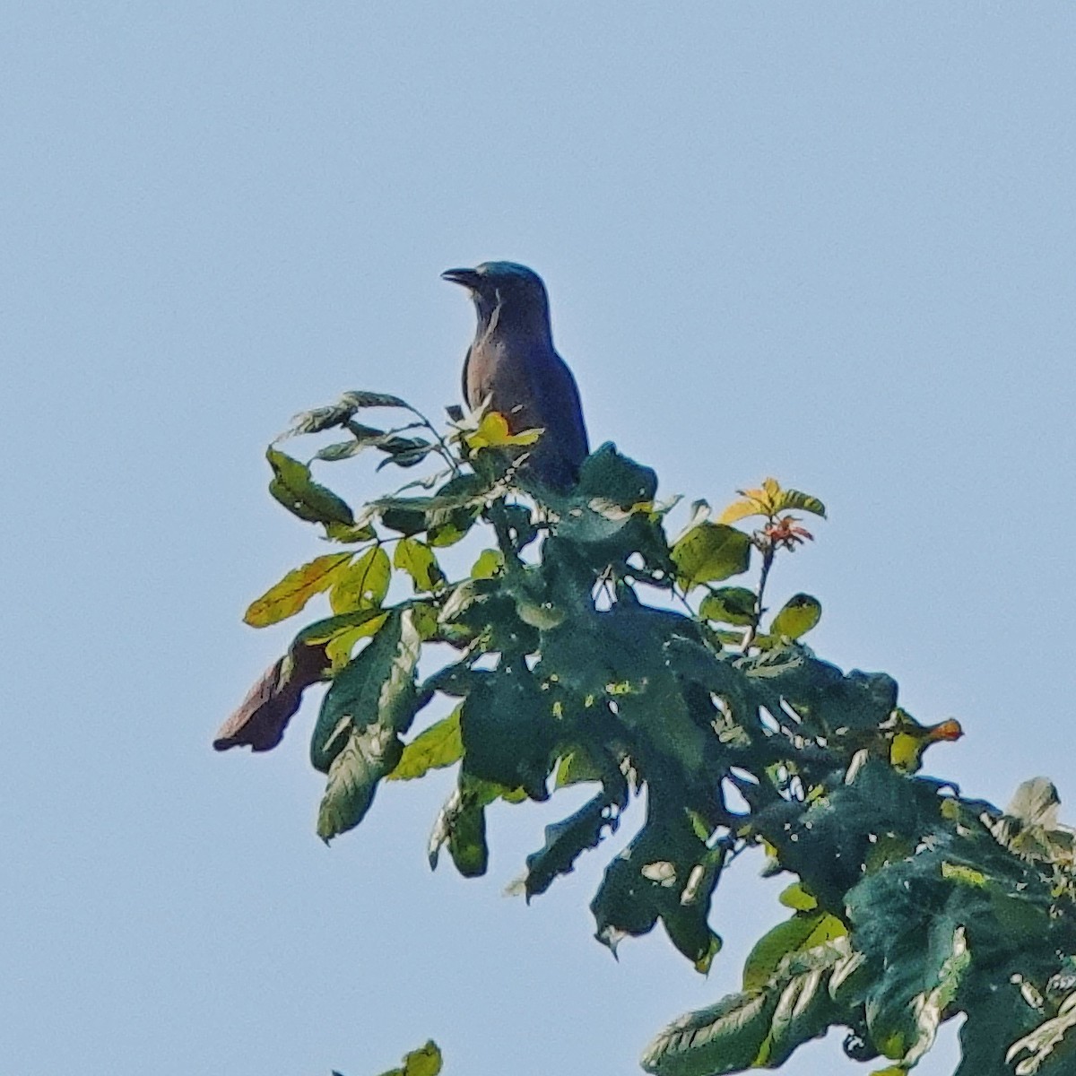 インドシナブッポウソウ - ML646974601