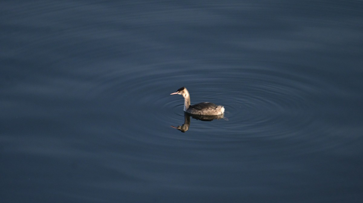 Murgil mottoduna - ML646974602