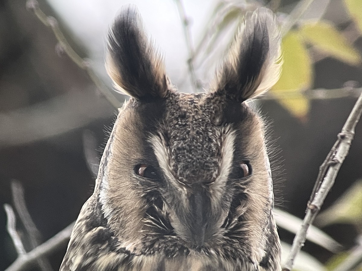 hornugle - ML646974603