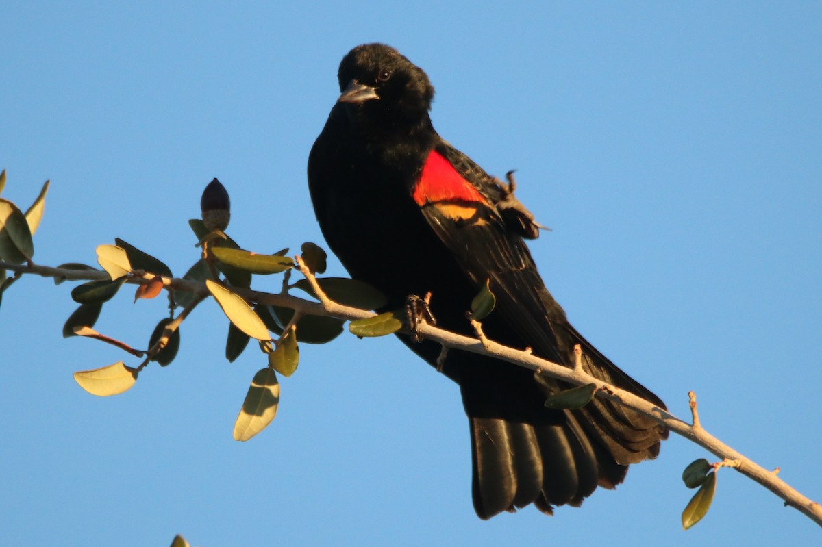 Еполетник червоноплечий - ML646974604