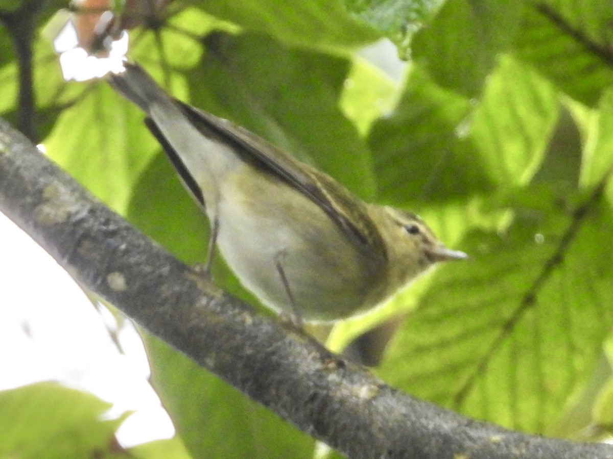 Tennessee Warbler - ML646974605